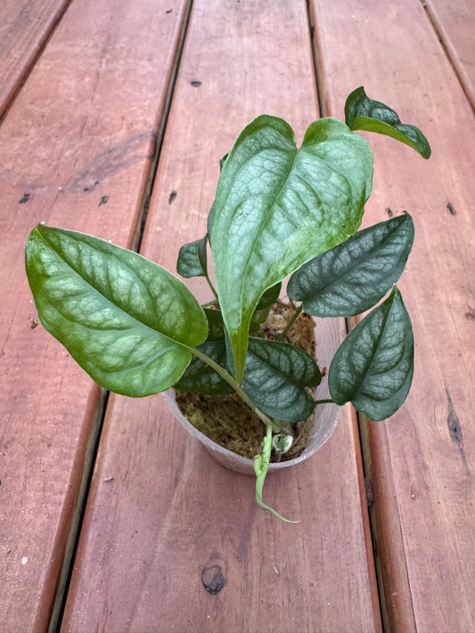 Monstera Siltepecana in 4-inch pot with elongated silver-green patterned leaves, climbing tropical houseplant

