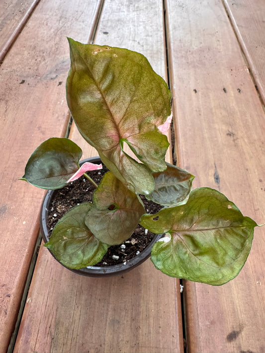 Syngonium Strawberry Ice in 4-inch pot with arrow-shaped green leaves splashed in pink and white, tropical arrowhead vine houseplant