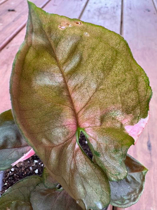 Syngonium Strawberry Ice in 4-inch pot with arrow-shaped green leaves splashed in pink and white, tropical arrowhead vine houseplant