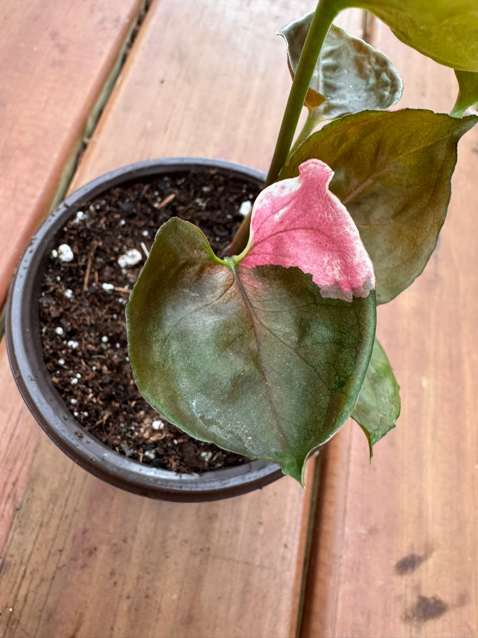 Syngonium Strawberry Ice in 4-inch pot with arrow-shaped green leaves splashed in pink and white, tropical arrowhead vine houseplant