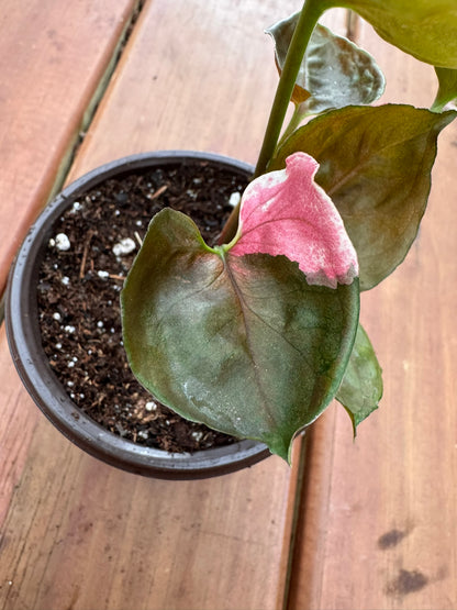 Syngonium Strawberry Ice in 4-inch pot with arrow-shaped green leaves splashed in pink and white, tropical arrowhead vine houseplant