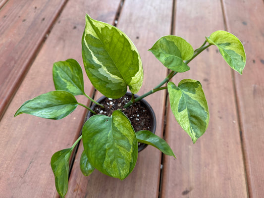 Lemon Meringue Pothos in 4-inch pot with trailing heart-shaped leaves variegated in yellow and green, tropical pothos houseplant