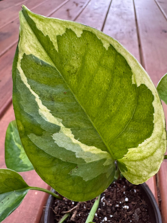 Lemon Meringue Pothos in 4-inch pot with trailing heart-shaped leaves variegated in yellow and green, tropical pothos houseplant