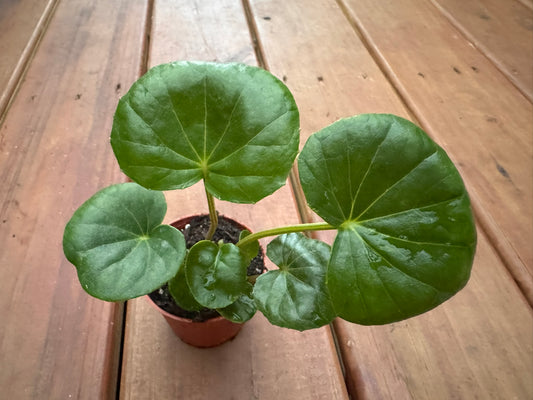 Ligularia Tractor Seat in 3-inch pot with large round green leaves shaped like tractor seats, bold tropical houseplant