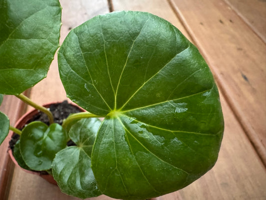 Ligularia Tractor Seat in 3-inch pot with large round green leaves shaped like tractor seats, bold tropical houseplant