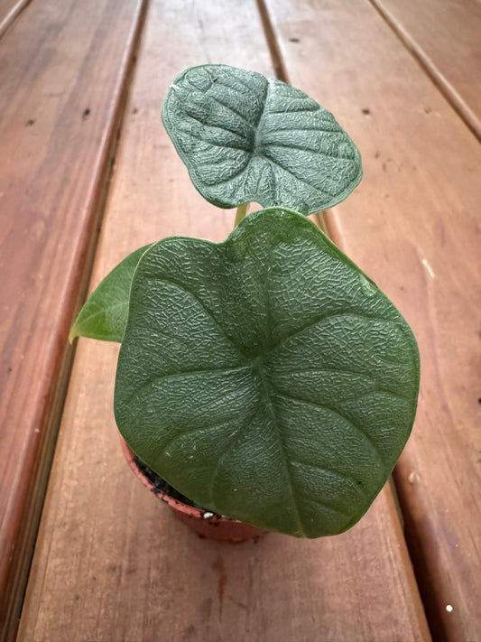 Alocasia Melo in 3-inch pot with thick textured green and gray leaves, jewel Alocasia tropical houseplant
