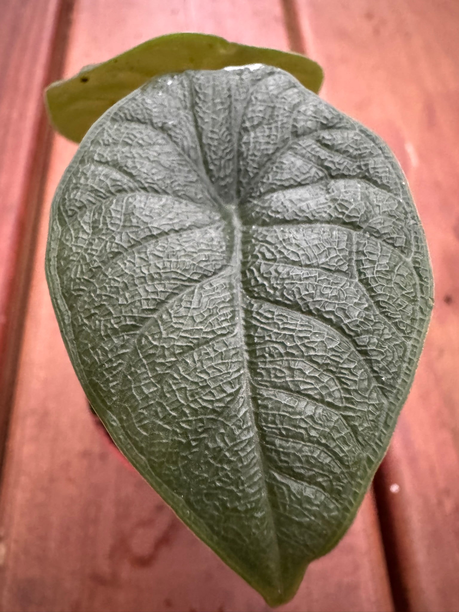 Alocasia Melo in 3-inch pot with thick textured green and gray leaves, jewel Alocasia tropical houseplant