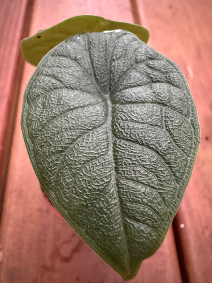 Alocasia Melo in 3-inch pot with thick textured green and gray leaves, jewel Alocasia tropical houseplant