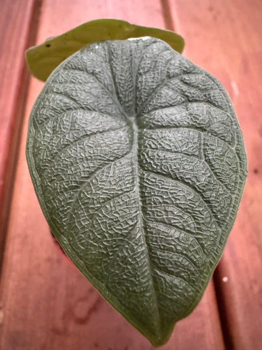 Alocasia Melo in 3-inch pot with thick textured green and gray leaves, jewel Alocasia tropical houseplant