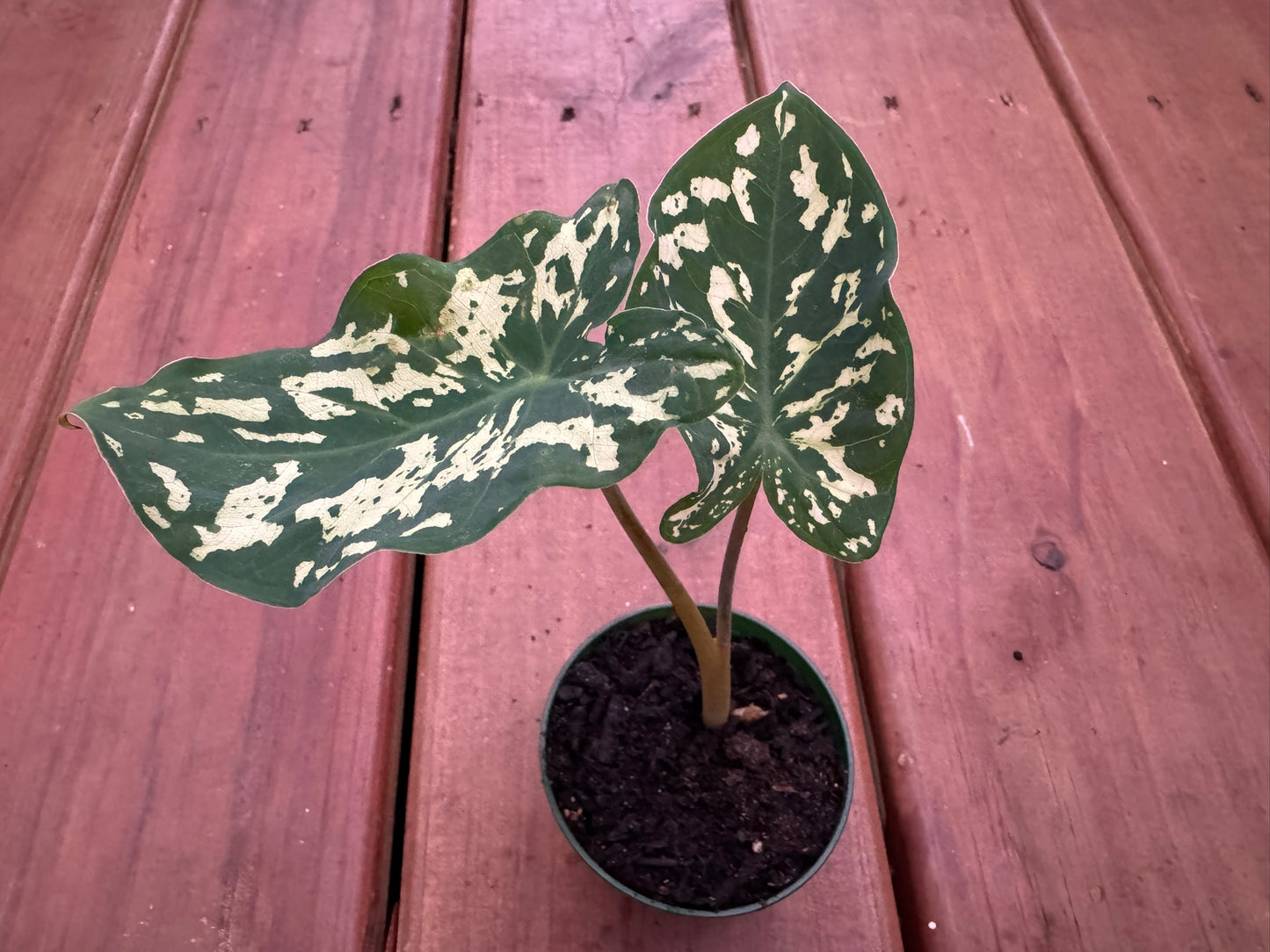 Alocasia Hilo Beauty in 3-inch pot with bold camouflage-patterned green, cream, and yellow leaves, jewel Alocasia houseplant