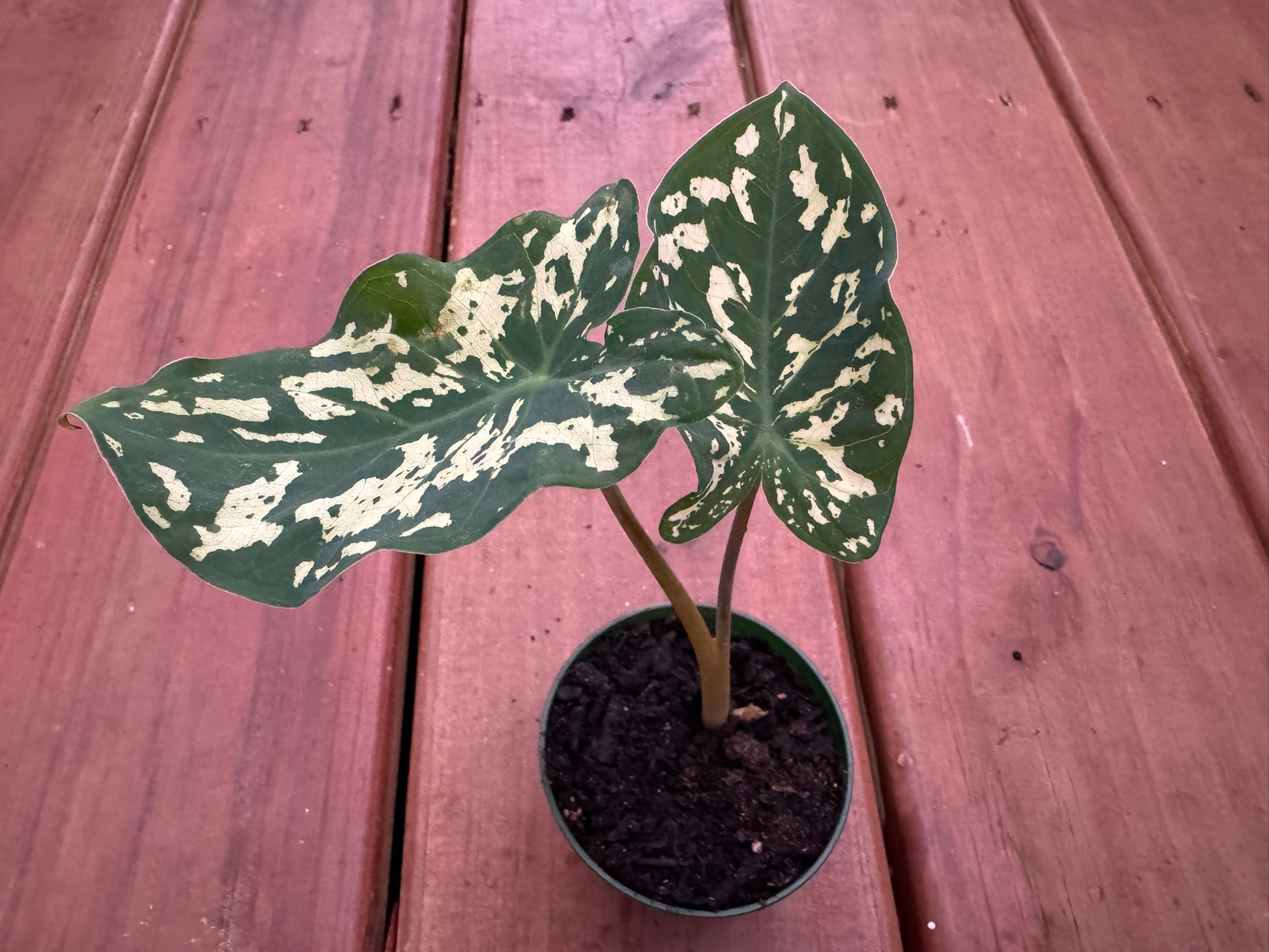 Alocasia Hilo Beauty in 3-inch pot with bold camouflage-patterned green, cream, and yellow leaves, jewel Alocasia houseplant