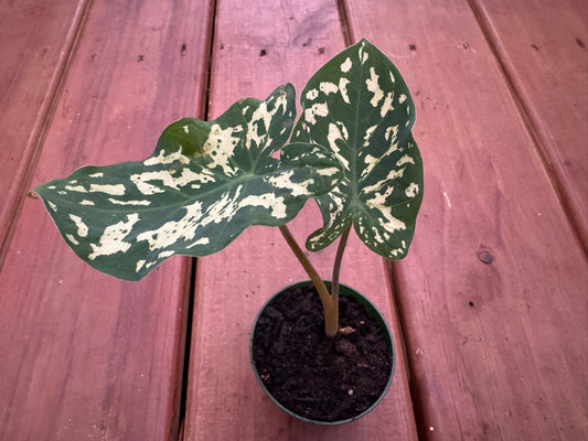 Alocasia Hilo Beauty in 3-inch pot with bold camouflage-patterned green, cream, and yellow leaves, jewel Alocasia houseplant