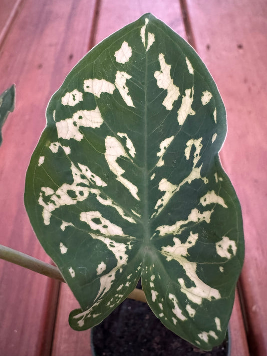Alocasia Hilo Beauty in 3-inch pot with bold camouflage-patterned green, cream, and yellow leaves, jewel Alocasia houseplant