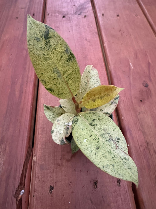 Ficus Shivereana in 3-inch pot with glossy green leaves streaked in cream and lime variegation, tropical ficus houseplant