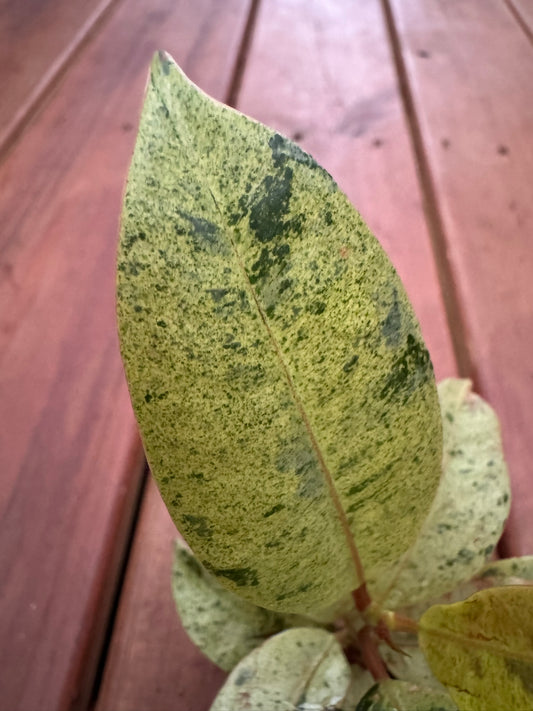 Ficus Shivereana in 3-inch pot with glossy green leaves streaked in cream and lime variegation, tropical ficus houseplant