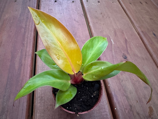 Philodendron Red King in 3-inch pot with upright broad red-toned green leaves, compact philodendron houseplant