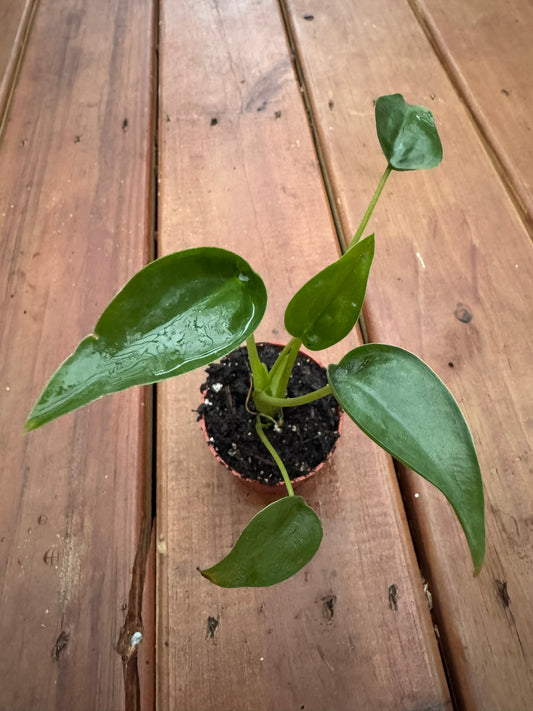 Alocasia Tiny Dancer in 3-inch pot with whimsical curved green stems and rounded leaves, jewel Alocasia houseplant