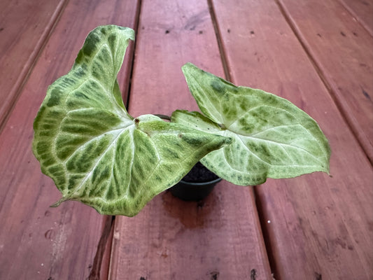 Syngonium Batik in 3-inch pot with arrow-shaped green leaves traced with white veins, tropical arrowhead vine houseplant