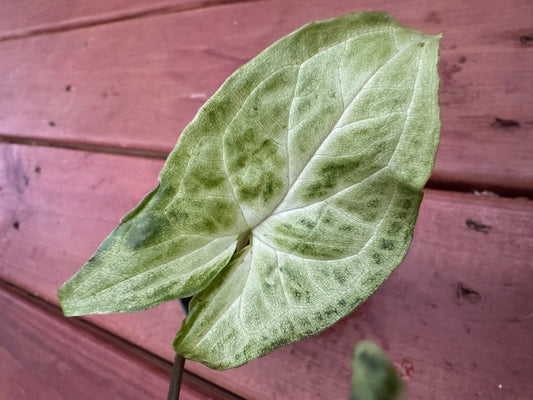 Syngonium Batik in 3-inch pot with arrow-shaped green leaves traced with white veins, tropical arrowhead vine houseplant
