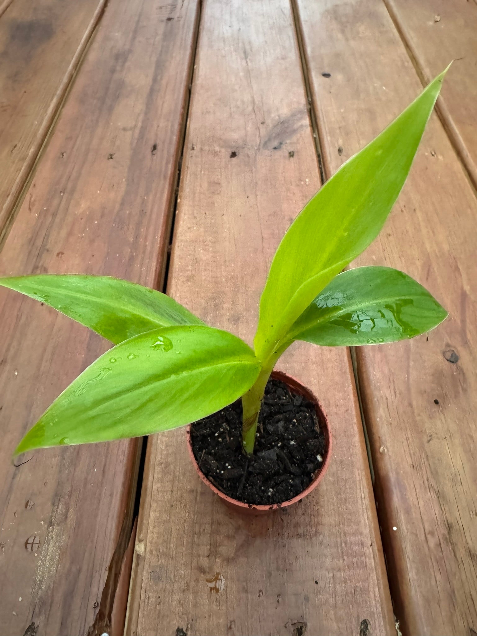 Musa Siam Ruby in 3-inch pot with broad green and ruby red banana-like leaves, tropical dwarf banana houseplant