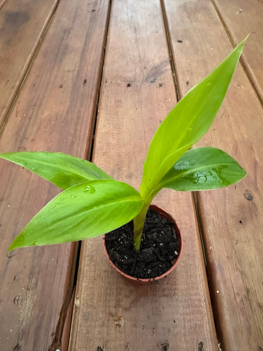 Musa Siam Ruby in 3-inch pot with broad green and ruby red banana-like leaves, tropical dwarf banana houseplant