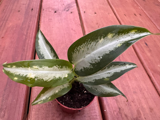Dieffenbachia Panther in 3-inch pot with broad green leaves speckled in cream and yellow, tropical dumb cane houseplant