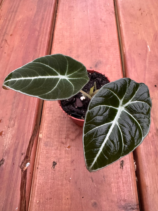 Alocasia Black Velvet in 3-inch pot with velvety dark green leaves and silver veins, jewel Alocasia houseplant