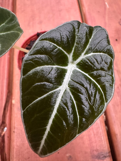 Alocasia Black Velvet in 3-inch pot with velvety dark green leaves and silver veins, jewel Alocasia houseplant