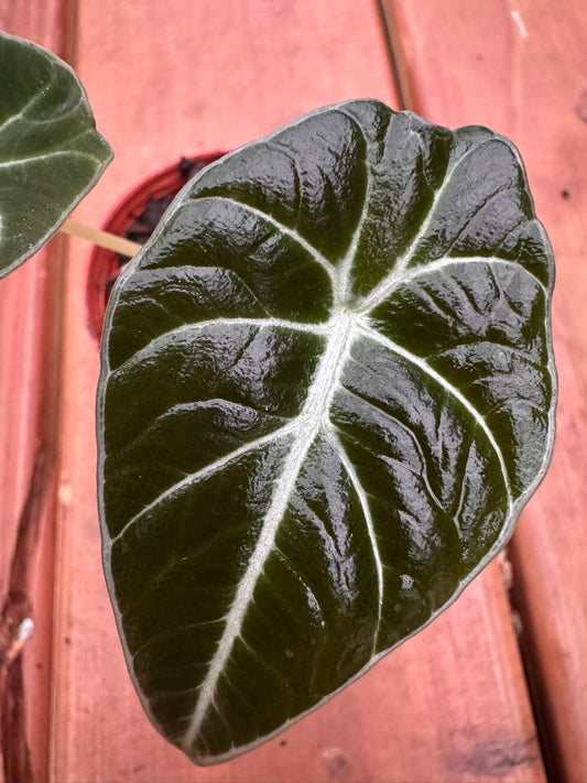 Alocasia Black Velvet in 3-inch pot with velvety dark green leaves and silver veins, jewel Alocasia houseplant