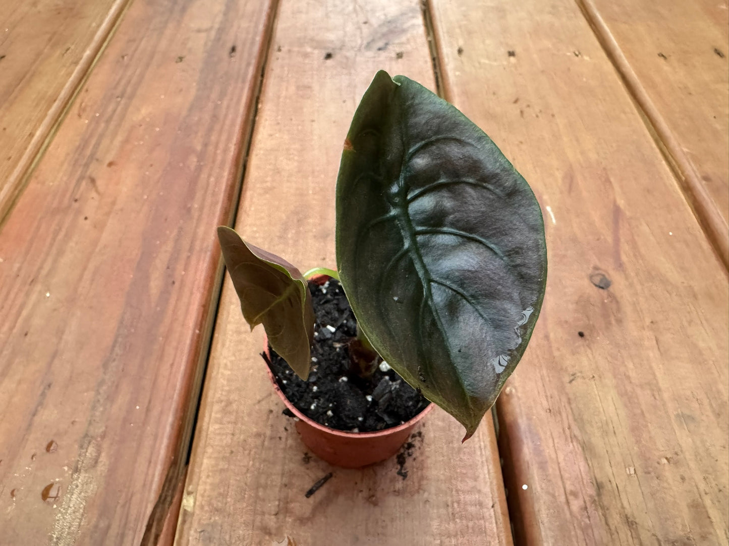 Alocasia Cuprea in 3-inch pot with metallic copper-toned green leaves and bronze undertones, jewel Alocasia houseplant