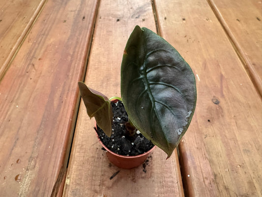 Alocasia Cuprea in 3-inch pot with metallic copper-toned green leaves and bronze undertones, jewel Alocasia houseplant