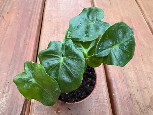 Philodendron Atom in 3-inch pot with glossy green wavy leaves, compact tropical philodendron houseplant