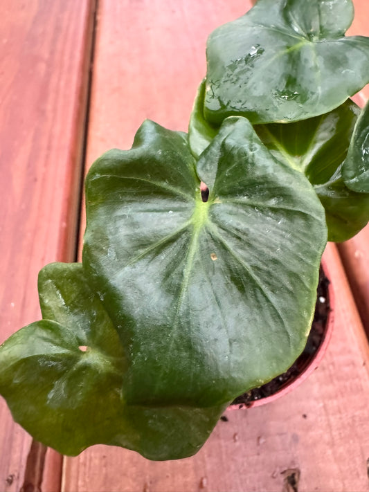 Philodendron Atom in 3-inch pot with glossy green wavy leaves, compact tropical philodendron houseplant