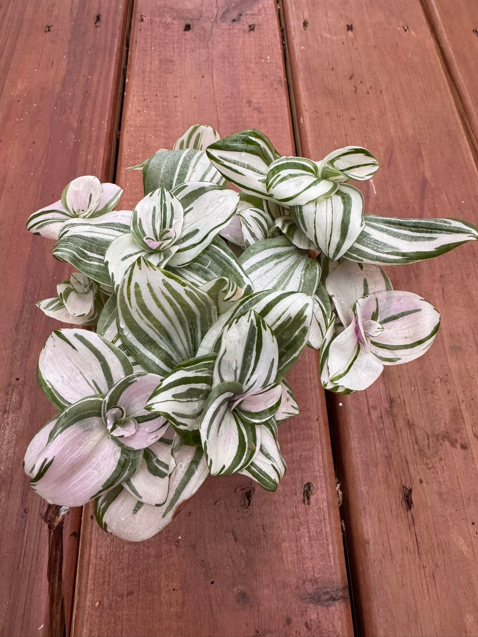 Tradescantia Albiflora Albovittata Pink Clone in 4-inch pot with striped pastel leaves in pink, white, and green, trailing tropical houseplant