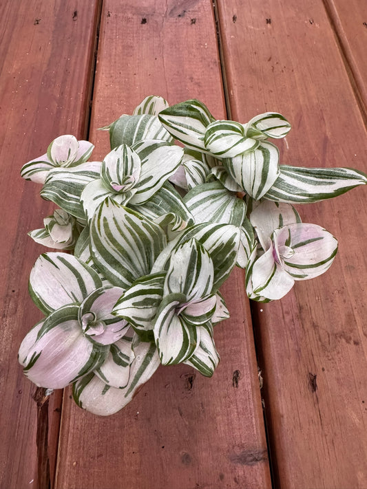Tradescantia Albiflora Albovittata Pink Clone in 4-inch pot with striped pastel leaves in pink, white, and green, trailing tropical houseplant