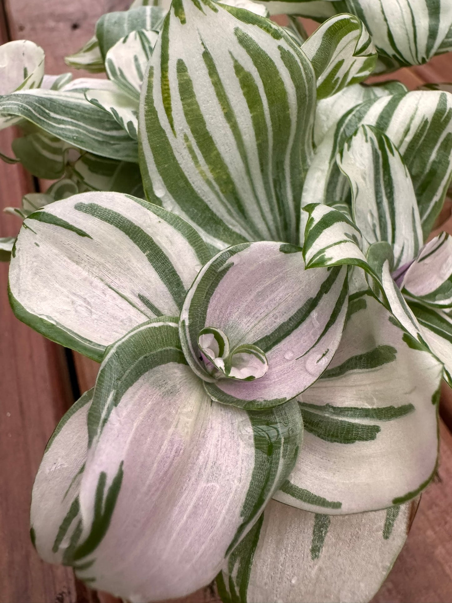 Tradescantia Albiflora Albovittata Pink Clone in 4-inch pot with striped pastel leaves in pink, white, and green, trailing tropical houseplant