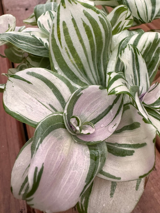 Tradescantia Albiflora Albovittata Pink Clone in 4-inch pot with striped pastel leaves in pink, white, and green, trailing tropical houseplant