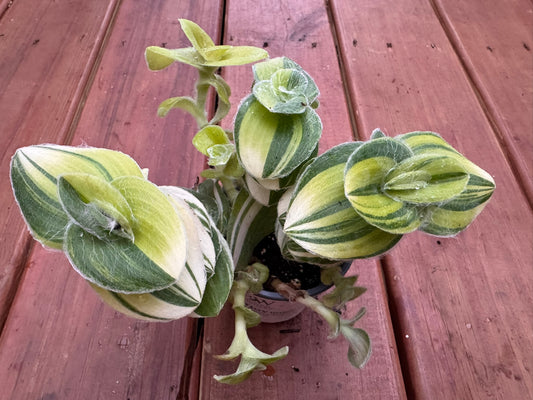 Variegated Tradescantia Sillamontana in 4-inch pot with fuzzy striped green leaves edged in cream and pink, trailing tropical houseplant