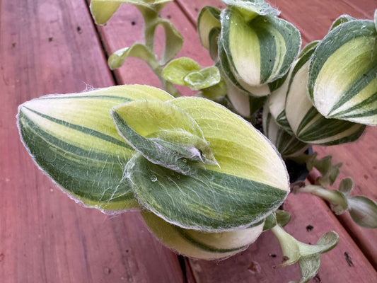 Variegated Tradescantia Sillamontana in 4-inch pot with fuzzy striped green leaves edged in cream and pink, trailing tropical houseplant
