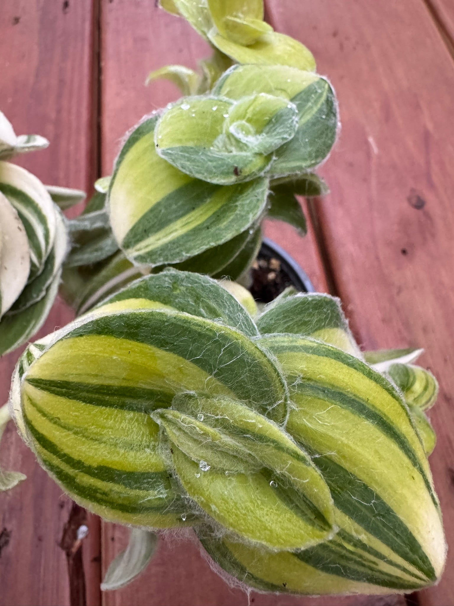 Variegated Tradescantia Sillamontana in 4-inch pot with fuzzy striped green leaves edged in cream and pink, trailing tropical houseplant