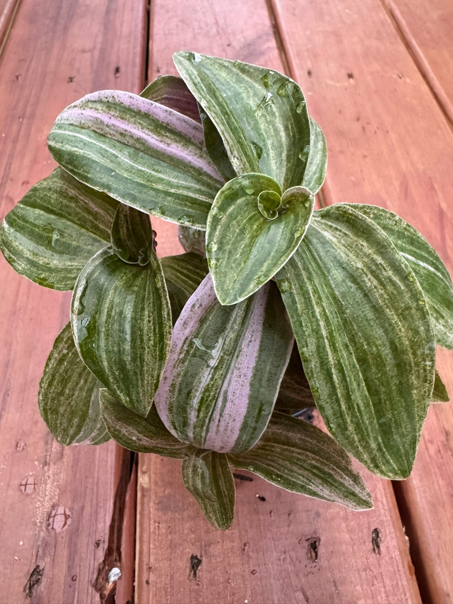 Tradescantia Sweet Tabby Mini Lilac Sport in 4-inch pot with trailing green, white, and lilac striped leaves, tropical houseplant