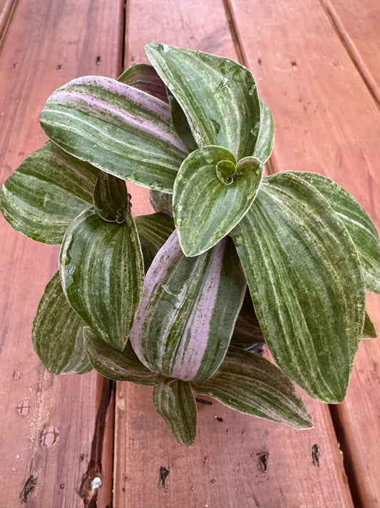 Tradescantia Sweet Tabby Mini Lilac Sport in 4-inch pot with trailing green, white, and lilac striped leaves, tropical houseplant