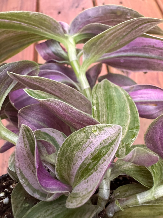 Tradescantia Sweet Tabby Mini Lilac Sport in 4-inch pot with trailing green, white, and lilac striped leaves, tropical houseplant