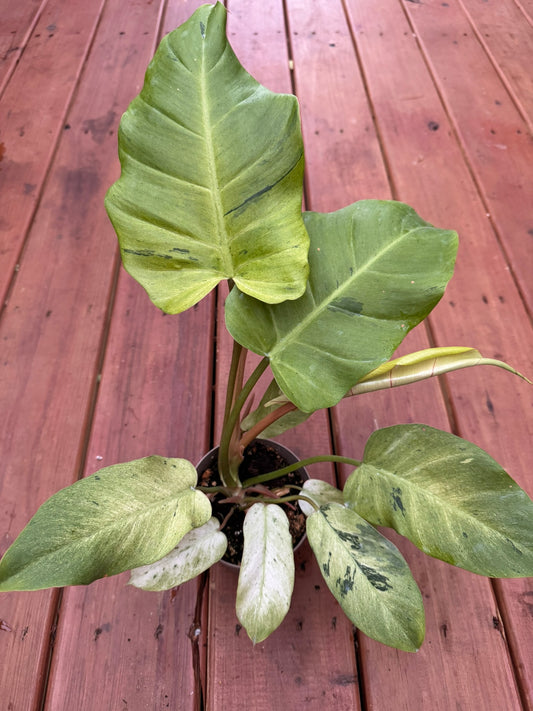 Philodendron Snowdrift in 5-inch pot with large green leaves marbled in creamy white, climbing variegated philodendron houseplant