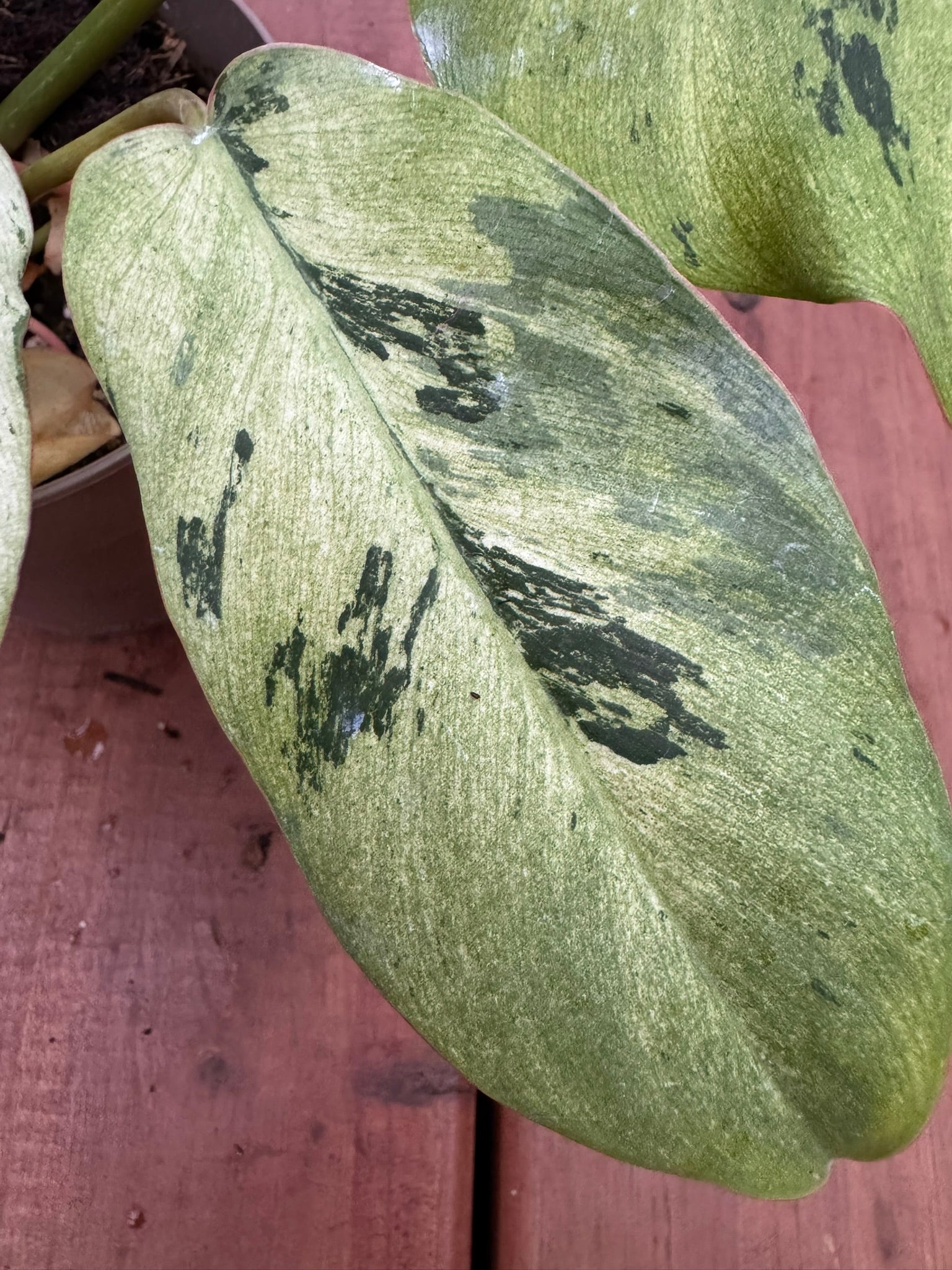 Philodendron Snowdrift in 5-inch pot with large green leaves marbled in creamy white, climbing variegated philodendron houseplant
