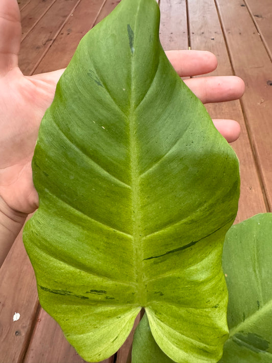 Philodendron Snowdrift in 5-inch pot with large green leaves marbled in creamy white, climbing variegated philodendron houseplant