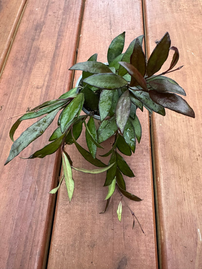 Hoya Red Maroon in 4-inch pot with thick waxy leaves that flush deep maroon, trailing tropical wax plant houseplant