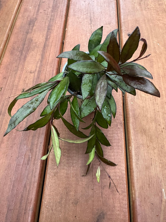 Hoya Red Maroon in 4-inch pot with thick waxy leaves that flush deep maroon, trailing tropical wax plant houseplant