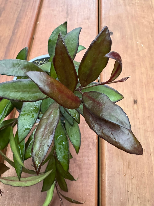 Hoya Red Maroon in 4-inch pot with thick waxy leaves that flush deep maroon, trailing tropical wax plant houseplant