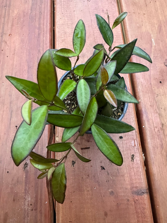 Hoya Rosita in 4-inch pot with elongated green leaves that blush red, trailing wax plant houseplant